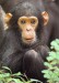 simpanz[1].jpg